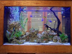 Fish Tank View of Feline Boarding