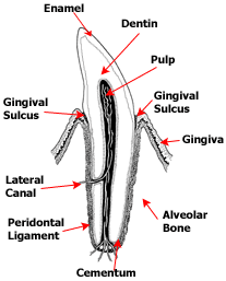 Tooth diagram Tooth diagram