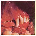 healthy mouth.JPG (8500 bytes) healthy mouth.JPG (8500 bytes)