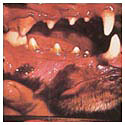 gingivitis mouth.JPG (10148 bytes) gingivitis mouth.JPG (10148 bytes)